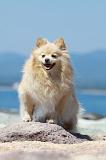 SPITZ ALLEMAND 383
